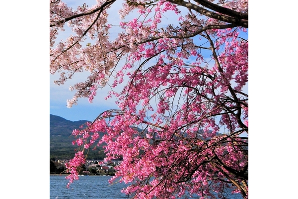 Image Image